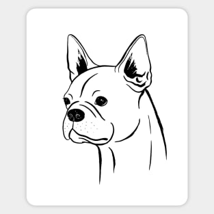 Boston Terrier (Black and White) Sticker